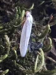 Antaeotricha albulella