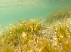 Stigmatopora nigra