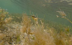 Stigmatopora nigra