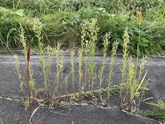 Erigeron canadensis