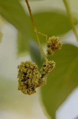 Aceria fraxiniflora