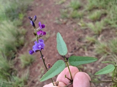 Glycine clandestina
