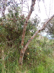 Polylepis