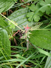 Castilleja arvensis arvensis