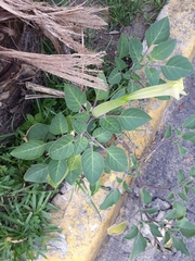 Datura innoxia