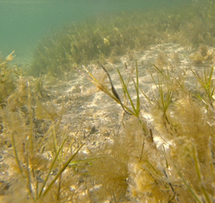 Stigmatopora nigra