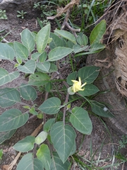 Datura innoxia