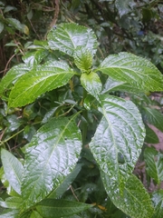 Salvia divinorum