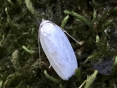 Antaeotricha albulella