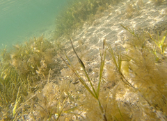 Stigmatopora nigra