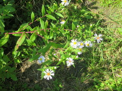Symphyotrichum firmum