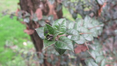 Rhaphithamnus spinosus