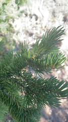 Picea engelmannii