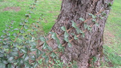 Rhaphithamnus spinosus