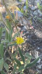 Hieracium scouleri