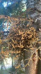 Arceuthobium campylopodum