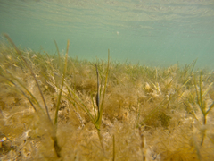 Stigmatopora nigra