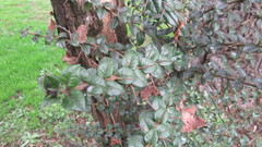 Rhaphithamnus spinosus