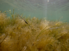 Stigmatopora nigra