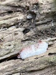 Merulius tremellosus