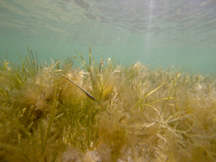 Stigmatopora nigra