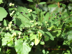 Sida rhombifolia