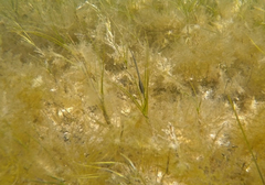 Stigmatopora nigra