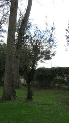 Rhaphithamnus spinosus