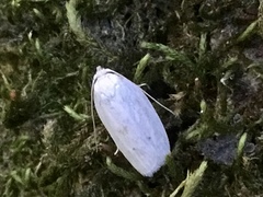 Antaeotricha albulella
