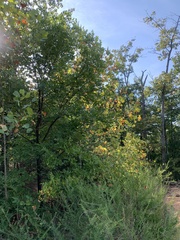 Fraxinus pennsylvanica