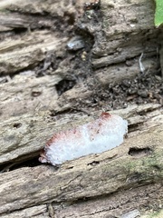 Merulius tremellosus