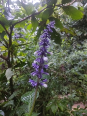 Salvia divinorum