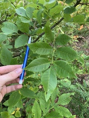 Fraxinus pennsylvanica