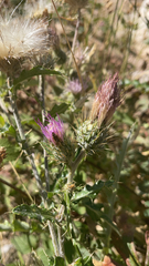 Cirsium arizonicum