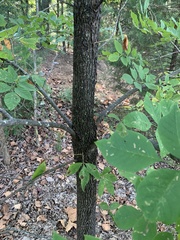Fraxinus pennsylvanica