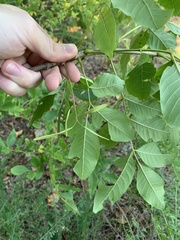 Fraxinus pennsylvanica