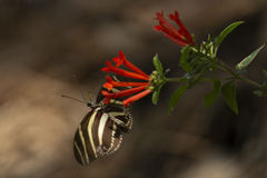 Heliconius charithonia vazquezae