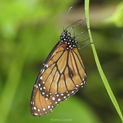 Danaus eresimus montezuma
