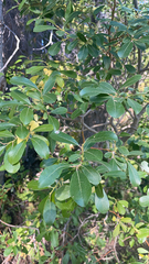 Salix scouleriana