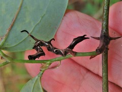 Phyprosopus callitrichoides