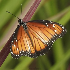 Danaus eresimus montezuma