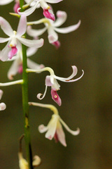 Dipodium squamatum