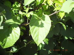 Cissus verticillata