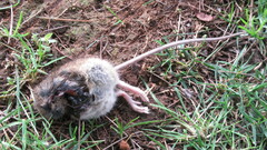 Oligoryzomys longicaudatus