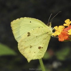Abaeis salome jamapa