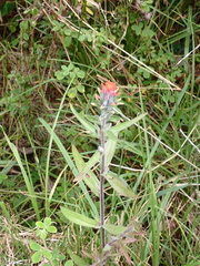 Castilleja arvensis arvensis