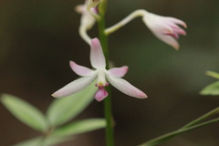 Dipodium squamatum