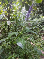 Salvia divinorum