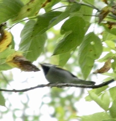 Vermivora chrysoptera