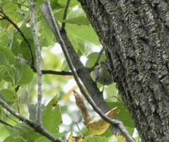 Vermivora chrysoptera